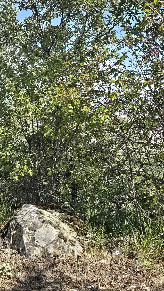ikexblg's tweet photo. #reconnectwithnature https://t.co/XUHM0oS9gp