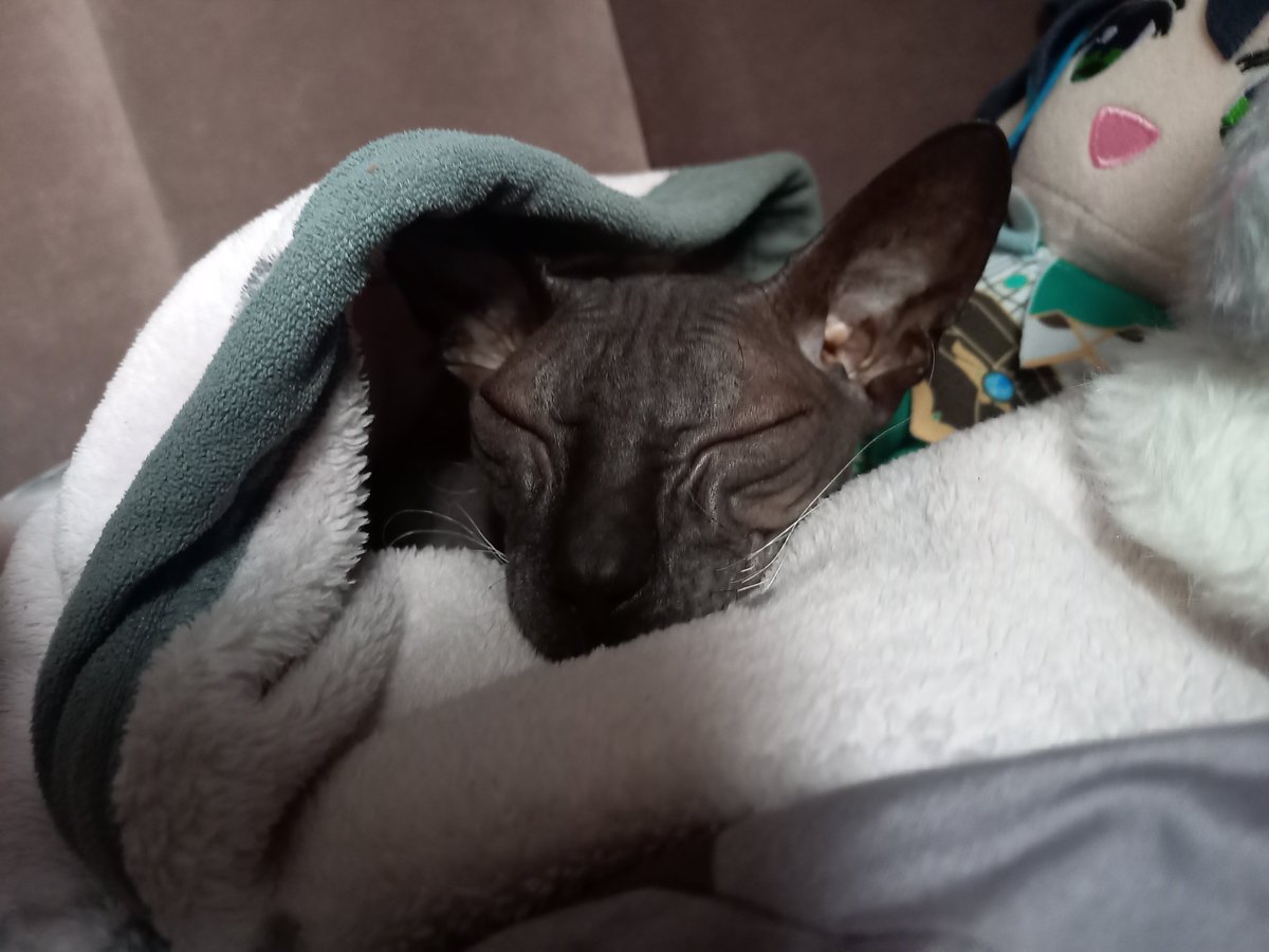 Agex_Mould's tweet photo. i love my cat 😭 https://t.co/2LM2nfW5Dz