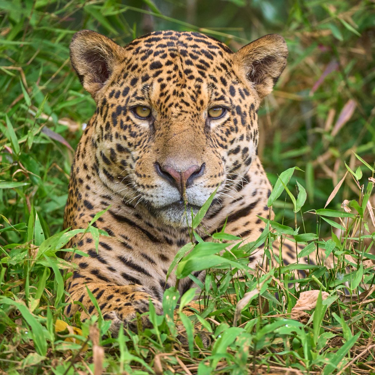 Discovery's tweet photo. Locked in. 🐆

📸: Antonio Liebana

#Jaguar #Brazil https://t.co/Jk4yevwiAl