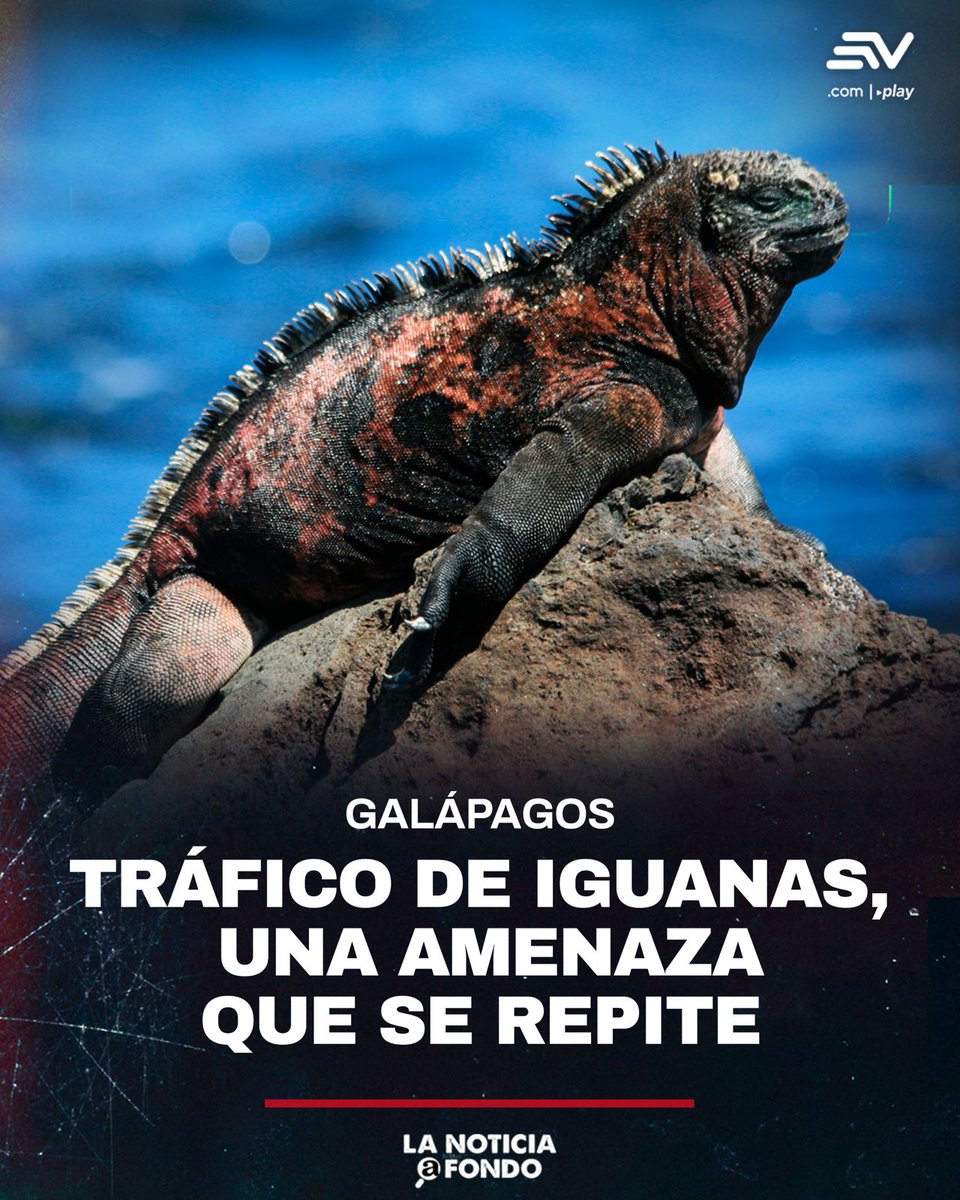 EcuavisaInforma's tweet photo. https://t.co/couWCVb1xw 🦎#LaNoticiaAFondo 🔍| Un informe de la organización Traffic revela que esta especie puede costar USD 25 000 en el extranjero. ¿Cómooperan los traficantes de especies? https://t.co/zT5Qd4m5mj