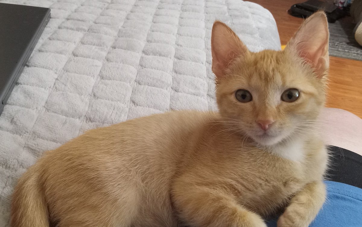 BecauseJim's tweet photo. #gingercatappreciationday #littleblackdress
#chooseme
Today is Ginger Cat Appreciation Day and Little Black Dress Day.
How about a little black cat instead?
Find these cats and more on https://t.co/BQRag34ZRp , https://t.co/5KrbRUKrme
In Grifton NC. Near Greenville & Kinston๐๐โโฌ https://t.co/3NEkIBFwOP