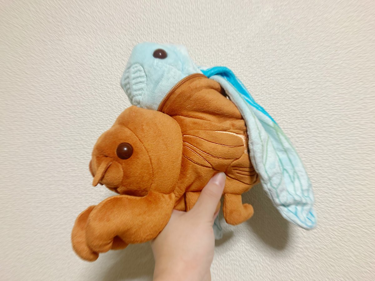 anzutann's tweet photo. 今年一番欲しかった蝉の脱皮のぬいぐるみ得ました！！嬉しいな
生物園さん作ってくれてありがとう https://t.co/FaoBpQZGgM