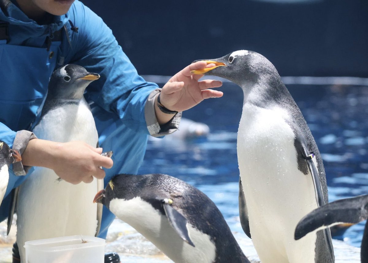 muroo_pg's tweet photo. ガジラは未だに飼育員さんの指をガジガジ
 #海響館
 #ジェンツーペンギン https://t.co/DdAPdKbfvF