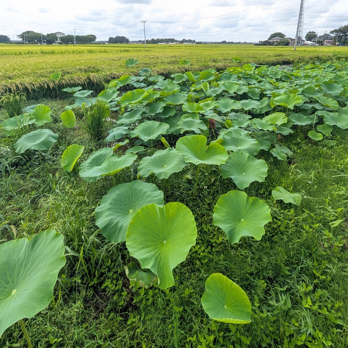 andethsuica's tweet photo. 田んぼの一部が沼みたいになっちゃって田植えできなかったので軽い気持ちでレンコン植えてみたんだけど、繁殖力が強すぎる
俺は取り返しのつかないことをしてしまったのかもしれない⋯ https://t.co/Q2KGEOOnOD