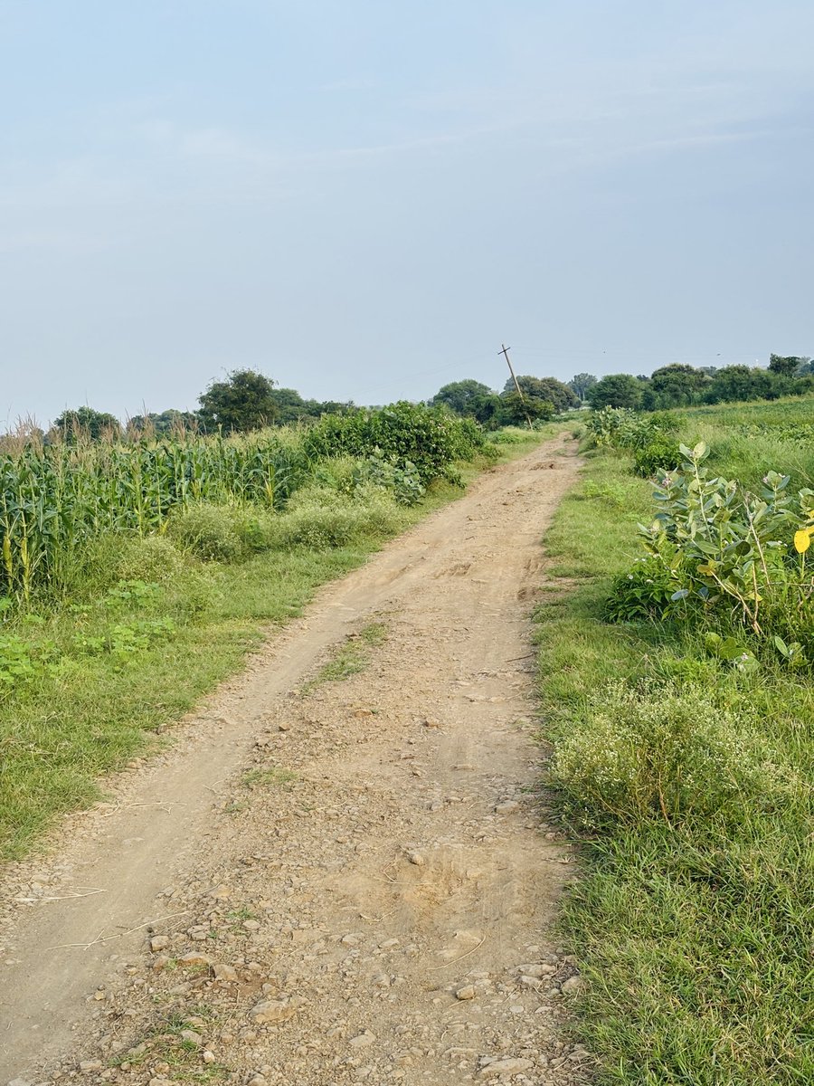 thestudydoctor's tweet photo. Beautiful place on earth 

Corn farm 
#farmerlife 
#ruralindia https://t.co/XkGWHhvA2l