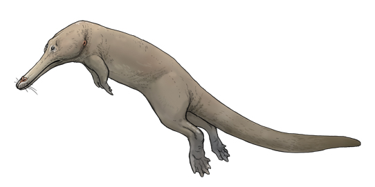 satoshikawasaki's tweet photo. 今日の古生物

クッチケタス（Kutchicetus）

おおよそ４６００万年前に生息した
クジラの仲間。
クジラ誕生の舞台、ユーラシア大陸とインド亜大陸
の間にあったテチス海に生息
おそらく吻部の長いカワウソのような姿で、
歩行はできるが、大半を水中で過ごした。 https://t.co/ET80qMj2CO