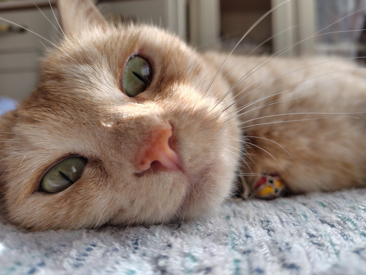 sima0o0sima's tweet photo. なんだ？茶トラの日だって。 https://t.co/tajz3EyRIw