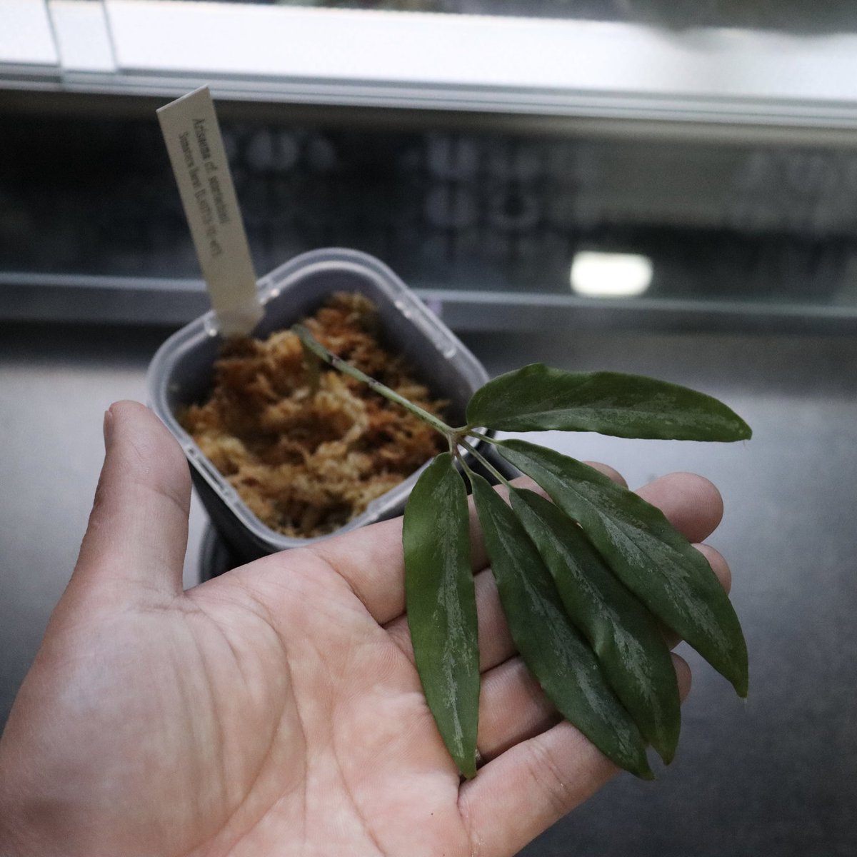 satobiodo's tweet photo. コケシノブログさんから購入させていただきました
Arisaema cf. scortechinii Sumatera Barat
【LA0719‐02‐wf1】

あれ持ってなかった？と思った方！いえいえ持ってるのはwf1がつかない個体なので別です！(2枚目) https://t.co/x53IuTdBaA