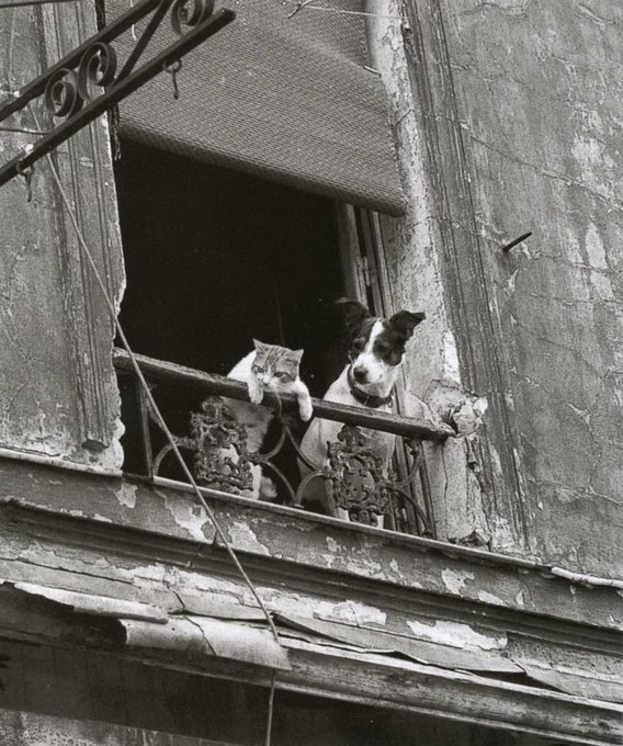 Rainmaker1973's tweet photo. A cat and a dog watching from a balcony, Paris, 1930.

[📸 Annick Gérardin] https://t.co/Y1asdN1EWy
