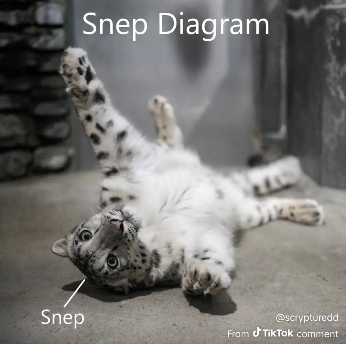 PumperNickLion's tweet photo. MERRY SNEPTEMBER EVERYONE AND TO ALL A GOOD AURRRR https://t.co/2OVQy29ckY