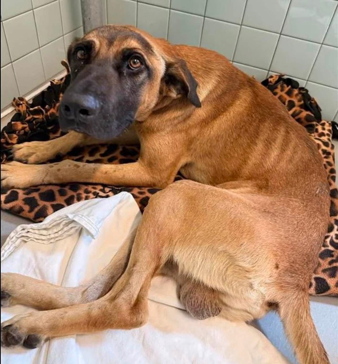 LisaBrabson's tweet photo. ROCKY #A390480 3yo
Little darling has lost the use of his hind legs,severe injury 😭
He DESPERATELY needs medical care!
#CorpusChristiACS will KILL him 9/2 if WE don't get him rescued 🤬
Plz #PLEDGE to attract a rescue that will save his wee life!
No pledge is too small #Texas https://t.co/8i4N00Vq31