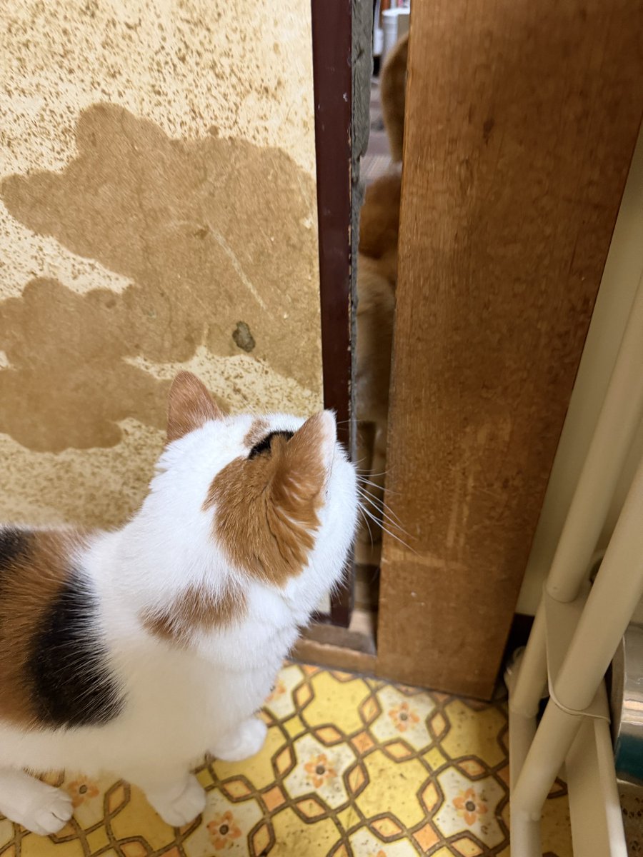 skpcats's tweet photo. 極細の隙間でご挨拶 https://t.co/mRCMNav0oc