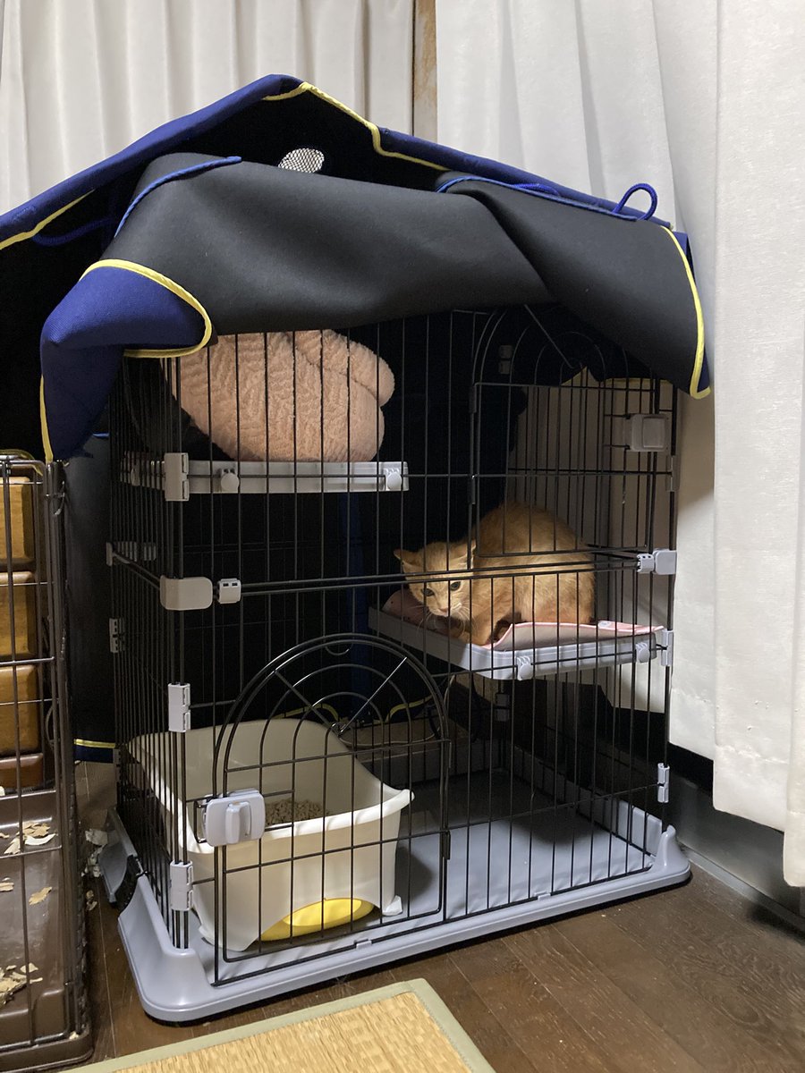akieri8191's tweet photo. 猫用の2階建てケージ　
30分程で組み立て完了♪
問題はサヤを移動させる事💦
タオルを被せるもさすが猫💦
柔らかい体をうねらせて逃げる💦
インシュロックで止めてるのに
狭い隙間を作って逃げ出すのを
なんとか捕まえて急いで新居へ‼️
サクが応戦しようとするので焦った〜😅
またサヤに嫌われたかも😭 https://t.co/Ebf0M5Xldp