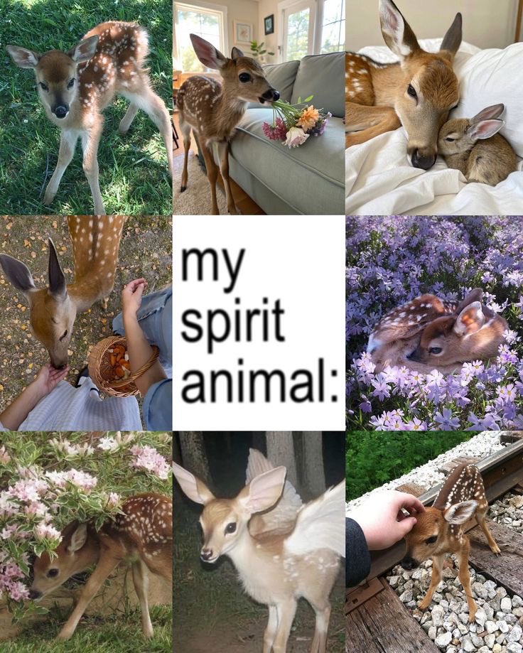 LovelyCuteDaily's tweet photo. https://t.co/e6dXJZVr3W