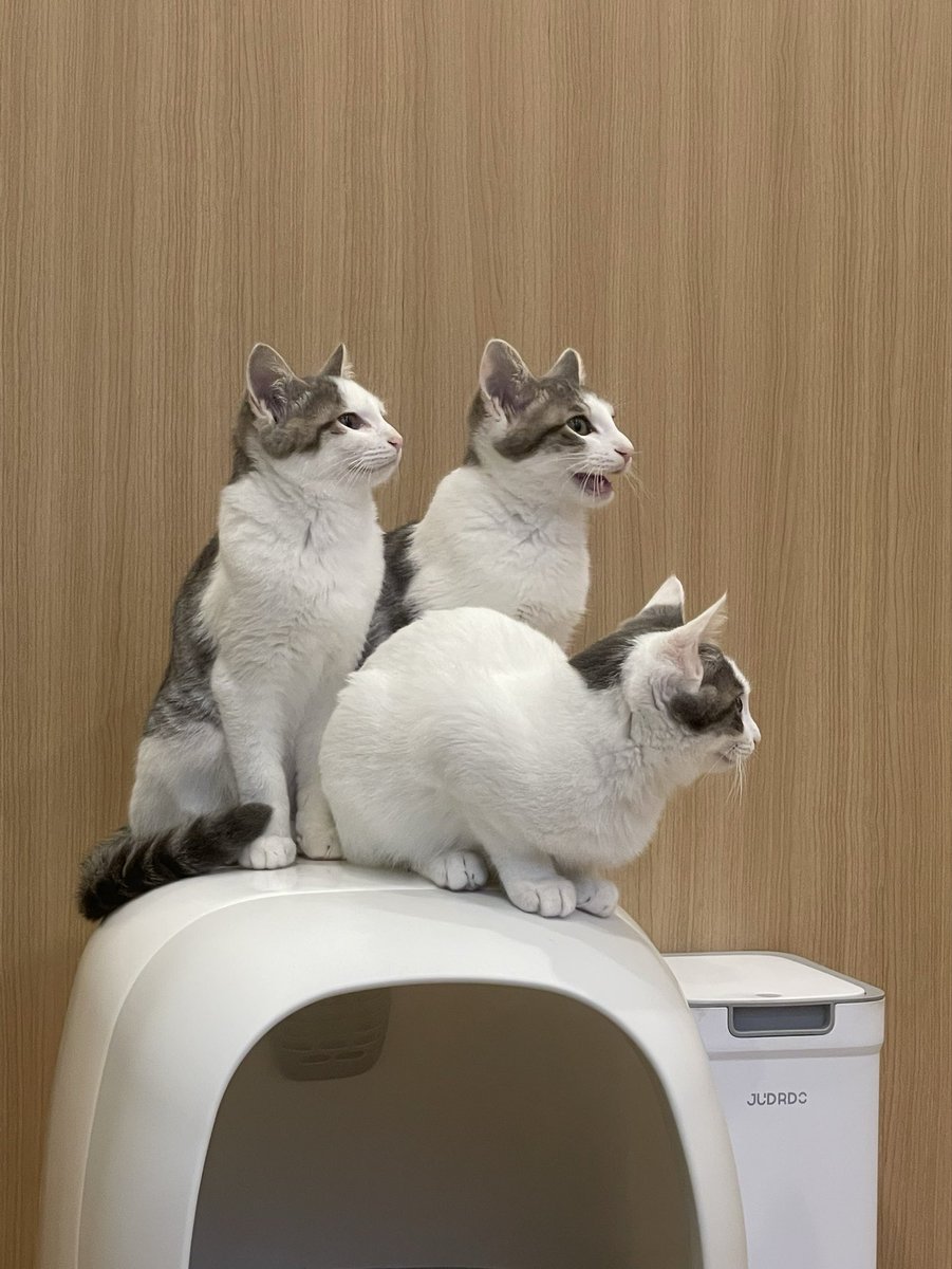 nynynoe's tweet photo. 猫カフェ行ってきた https://t.co/C0zunN2vdb