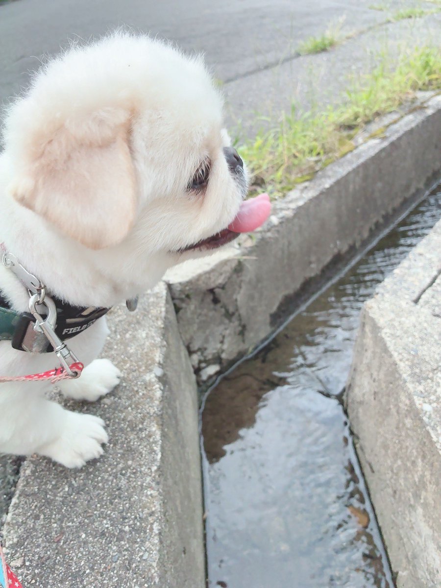 butiito's tweet photo. ぼくは かえりたくない！

#ペキニーズ 
#きょうのいとくん 

涼しくなってきた 夕散歩
パンティングが激しくなり帰宅促すも拒否
用水路の近くで立ち止まる
水が流れてるから 涼しいのかも？ https://t.co/nyyGmgtKm7