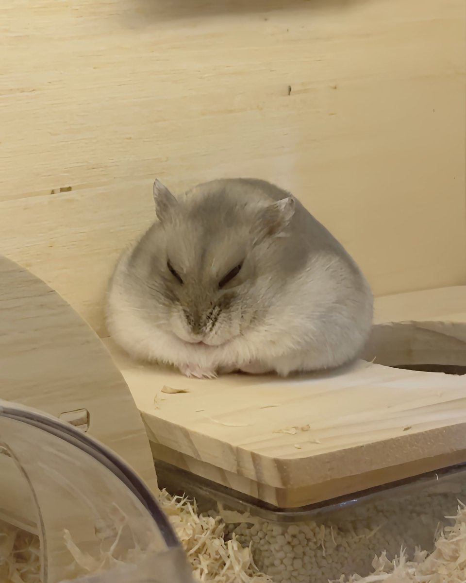 hoppe_hamster's tweet photo. おにぎりだね🍙 https://t.co/sqPaBNmV6j