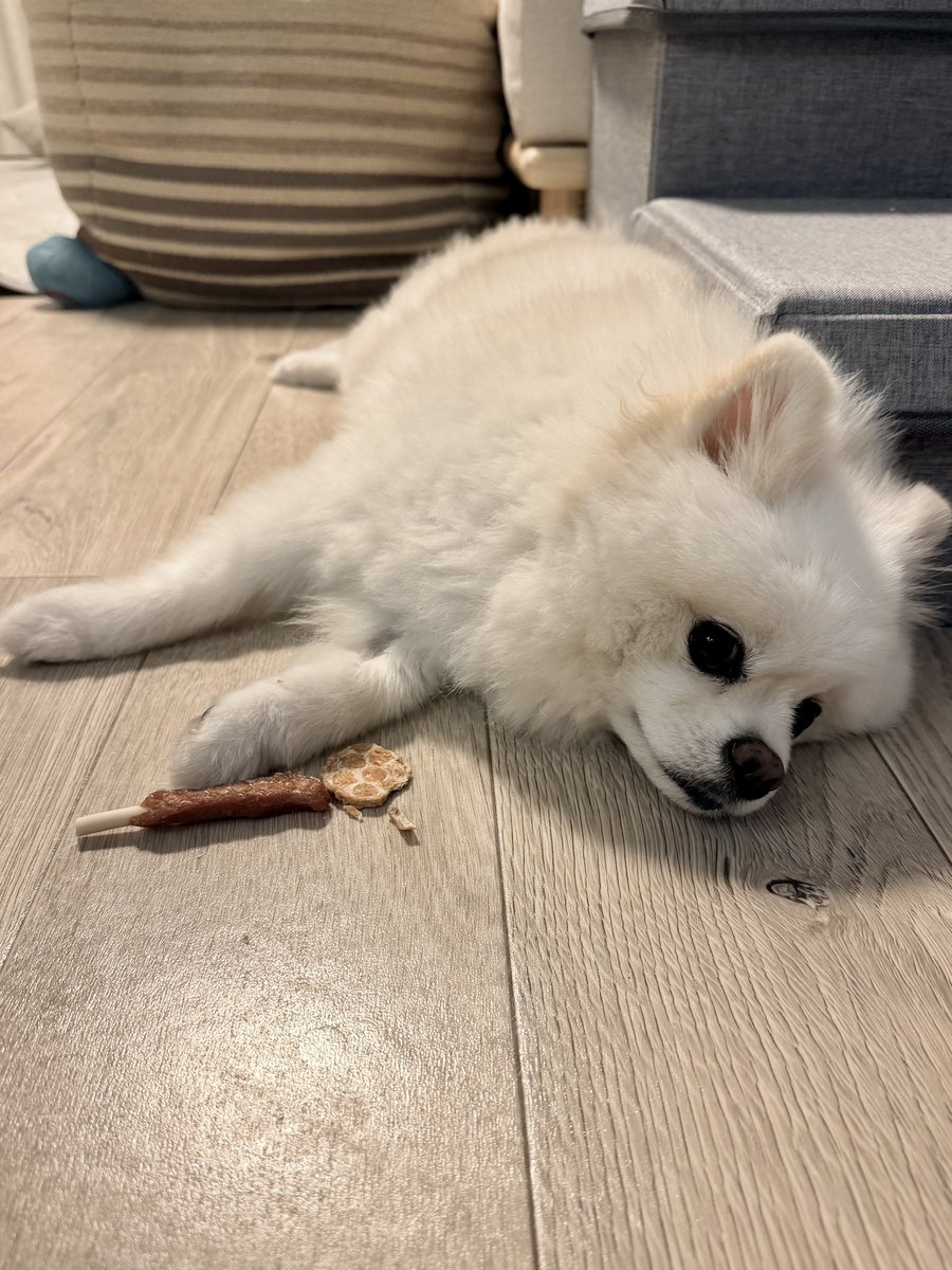 InosukeWorkout's tweet photo. 来週、エマちゃんは手術をします。

エマちゃんの笑顔がなくなってから、1週間以上が経ちました。

ここ数週間、2〜3日に一度、200〜300mlほど溜まる胸水を抜く処置を続けてきました。胸水と一緒に栄養も失われるらしく、日に日に身体は弱り、ここ数日は散歩どころか自力で歩くこともほとんどできず、大好きだったおやつやチュールも食べられなくなりました。

病名は「特発性乳び胸」。4月に発覚した血管肉腫（がん）との関係は分かっていません。幸い、今日の検査でもがんの転移はありませんでした。

乳び胸を治せれば、また身体が回復し、次にがんが転移するまでの時間を元気に過ごせる可能性があります。

ただ、今は脱水などで身体がかなり弱っているため、今日から約1週間入院して身体を整え、その後に手術。術後も数日〜1週間ほど入院します。

検査、手術、入院で150万円ほど。これまでの治療にも100万円以上かかっていて、保険のカバーもほとんど残っていません。

もちろん、お金だけの問題ではなく、手術をすること自体に命のリスクがあります。手術をするのか、しないのか、簡単な決断ではありませんでした。

それでも、手術をせず、これから1-2日おきに胸水を抜き続け、そのたびに弱っていくエマちゃんを見ながら最期を待つ、という選択はできませんでした。

手術がうまくいっても血管肉腫が治るわけではなく、あと何ヶ月、何週間一緒にいられるのかは分かりません。

それでも、数週間でもいいから、もう一度エマちゃんが歩いて、ご飯を食べて、笑っているところを見たいです。

クラファンなどをする予定はありません。
ただ、よければ皆さんの「頑張れ」を、今ひとり寂しく病院で頑張っているエマちゃんに送ってあげてください。

エマちゃん、もう一回元気になって家に帰ろう。
そしてまた、みんなに笑顔を見せよう。