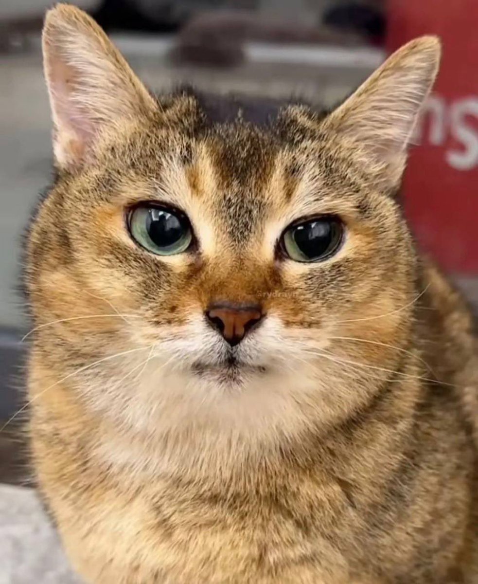 x_Captainhealer's tweet photo. @TheElqh @CryptoTalkMan meimei is too cute https://t.co/BBo0FrP9Aj