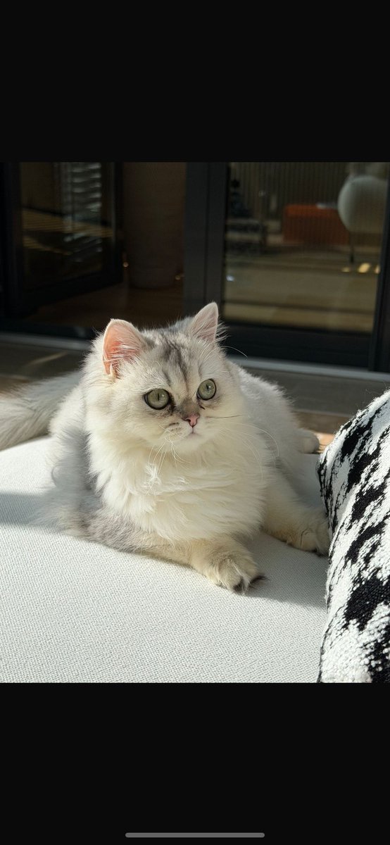 SELDA_2003's tweet photo. Yine tipik bir terkedilme vakası, tabi sebep alerji. 6 aylık British Longhair, dişi. Acil yuva arıyoruz, lütfen paylaşır mısınız

Ankara https://t.co/f0NJrJhxTR