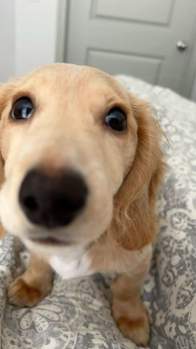 rockinggrobin's tweet photo. worlds best dog sitter https://t.co/HgYvMxvuZf