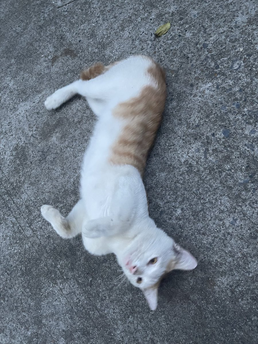 Alyaria66's tweet photo. 脾气不好且爱动的小猫
拍不到正脸 https://t.co/u5xm09PXO7