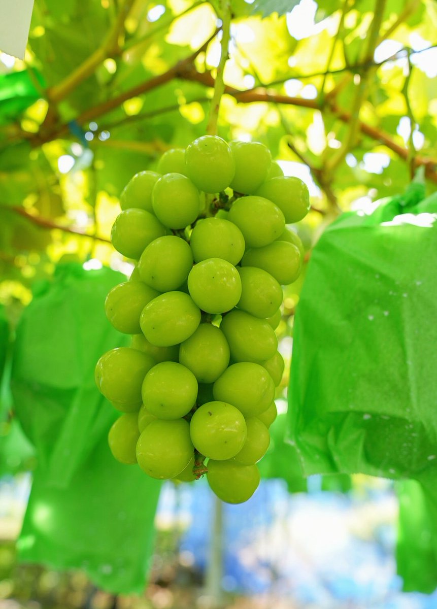 ForestaChokai's tweet photo. ホテル初企画！
家族で楽しめる「ぶどう狩り付き宿泊プラン」のご案内です🍇
この場所は秋田県でもまだ知られていない秘密の花園です
🍇は今がベストシーズンなので、ぜひこのリンクから詳細をご確認ください✨

https://t.co/scR9IqFJWp

 #フォレスタ鳥海    #まだ知られていない秋田  #ぶどう狩り https://t.co/vy9yndMaLP