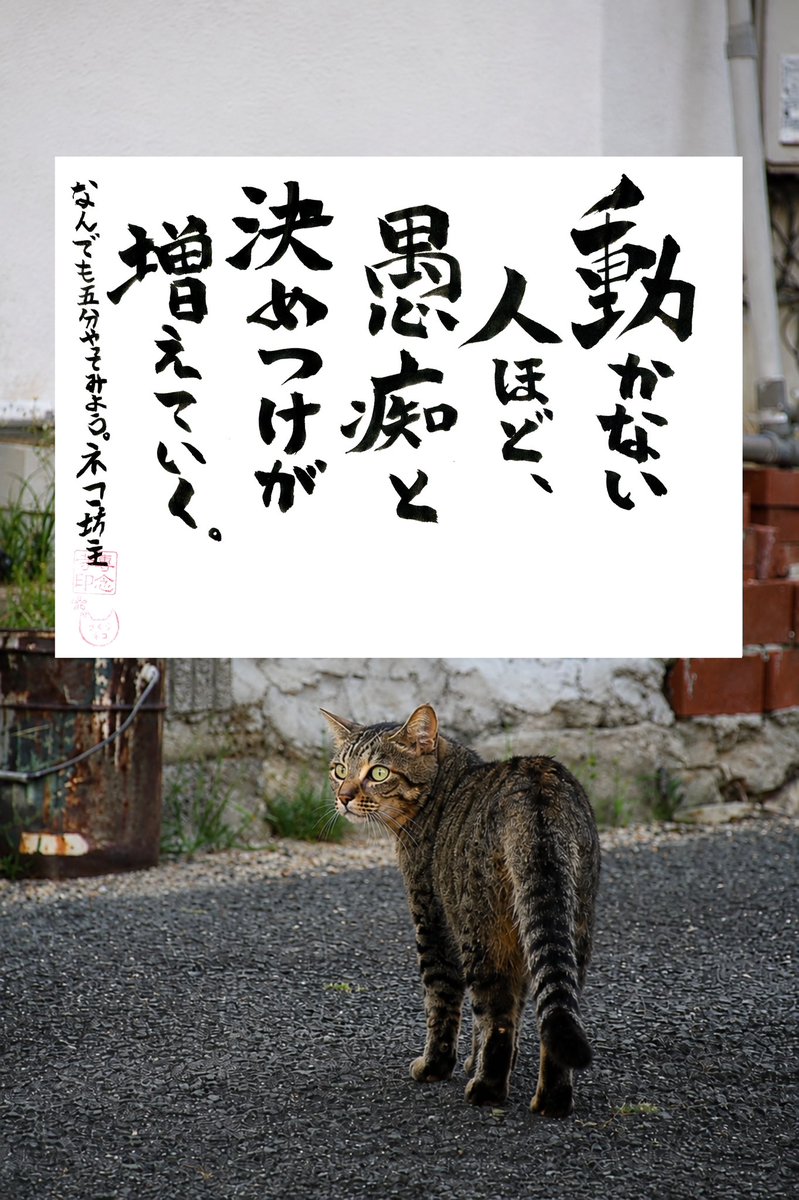 yabumoto610's tweet photo. ネコさんから人間さんへ今日の一言 https://t.co/LPFBJVbquy