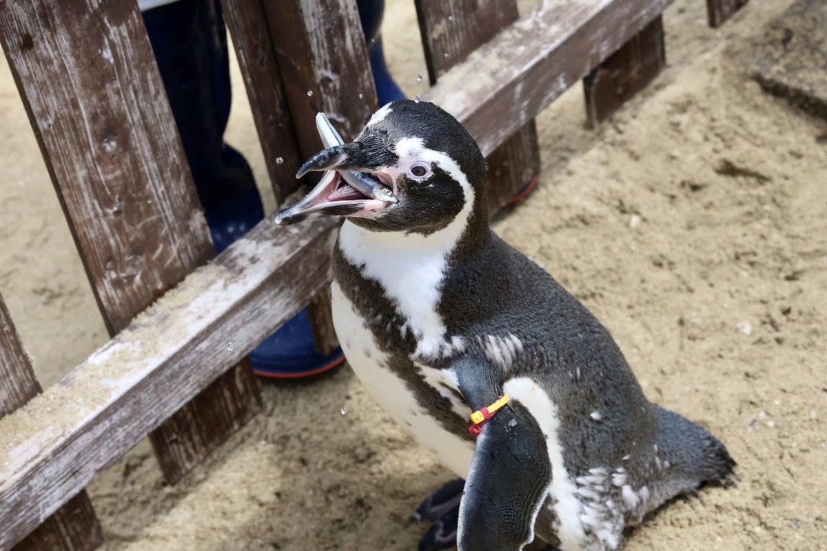 muroo_pg's tweet photo. きびなごゲット
 #長崎ペンギン水族館
 #フンボルトペンギン https://t.co/QcfWPKoAeh
