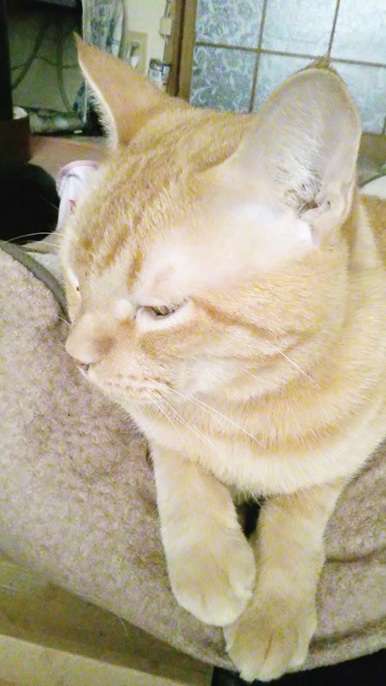 seixxx135's tweet photo. 今日9月1日は #茶トラ猫感謝の日(Ginger Cat Appreciation Day)です～=^_^=
虎治さん、いつも有難う～p≪感謝≫q'‐＾*)
優しくって、頼りになって、ヤンチャで甘えん坊な虎治さん、世界一可愛いです～(,,>᎑<,,)ｶﾜｲｲ*•.❥
#茶虎猫 #猫のいる暮らし #猫と暮す幸せ #猫のいる幸せ #元野良猫 #保護猫 https://t.co/DS3OxIbNat