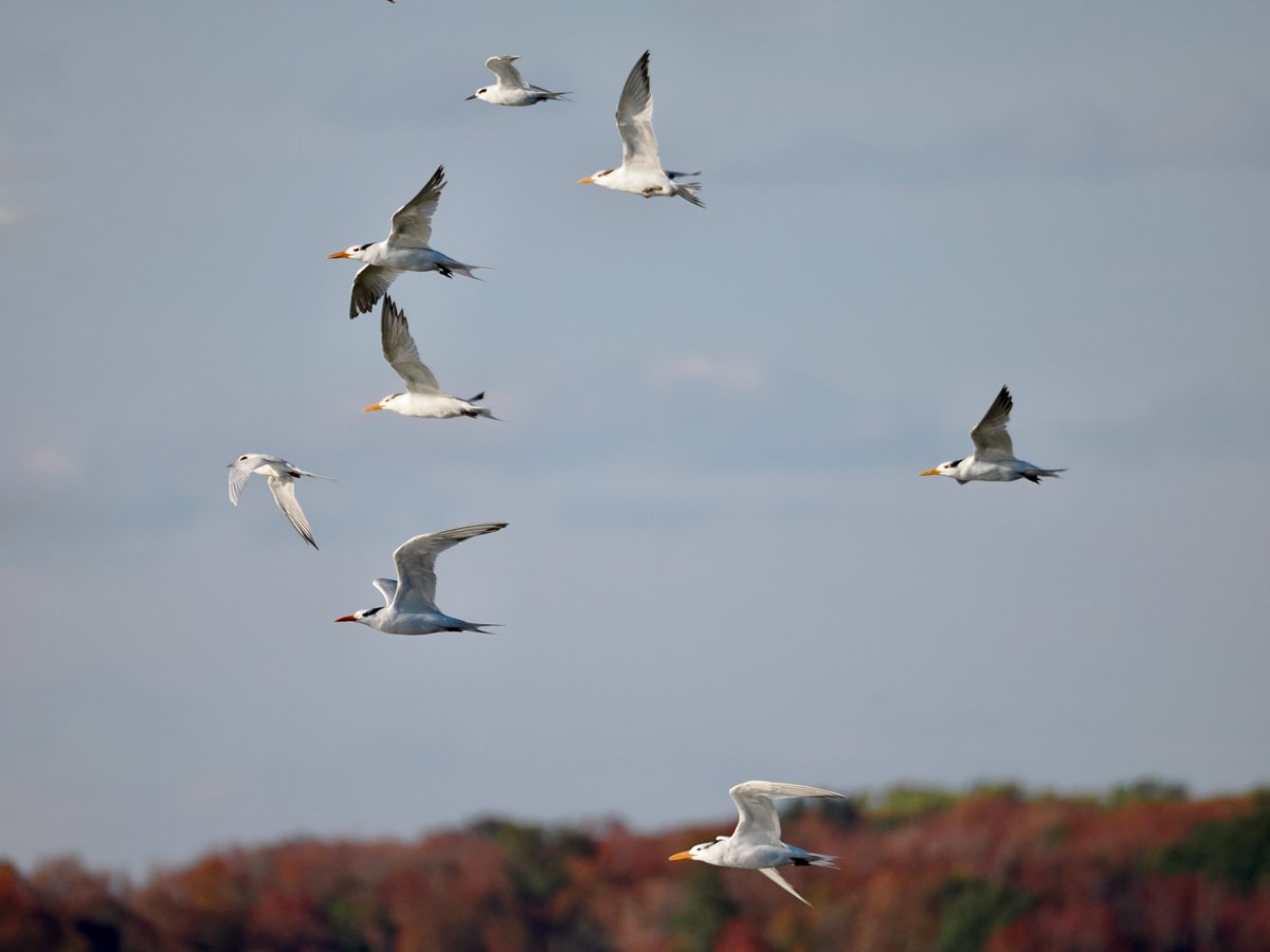mawgdn's tweet photo. A mixed group of #Terns, Royal and Foster's #FlyDay #birdwatching Delaware 11/01/25 https://t.co/sVT6uySXkl
