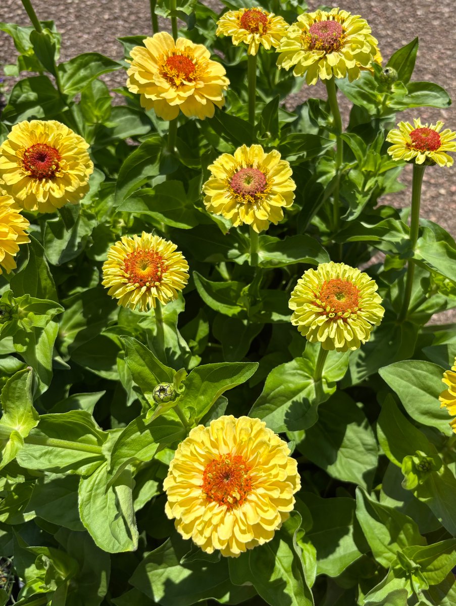 komase_madaishi's tweet photo. おはよう🌍

今朝はジニア
「クイーン レモンピーチ」🌼🍑

黄色からピンクへと、
一輪の中で花色が変化します✨

花言葉は「幸福」💕

レモンからピーチへ、
一輪で二つの表情
一度で二度嬉しい、
見てる方も幸せですね😊

今日も素敵な一日になりますように🍀

#クイーンレモンピーチ #ジニア #百日草 #花 #花言葉 #幸福 #花のある暮らし #季節の花 #夏の花 #花写真 #植物 #ガーデニング #散歩 #横浜 #横須賀 #神奈川 #おはようございます #久里浜サラリーマン #Flowers #FlowerPhotography #GoodMorning #Yokohama