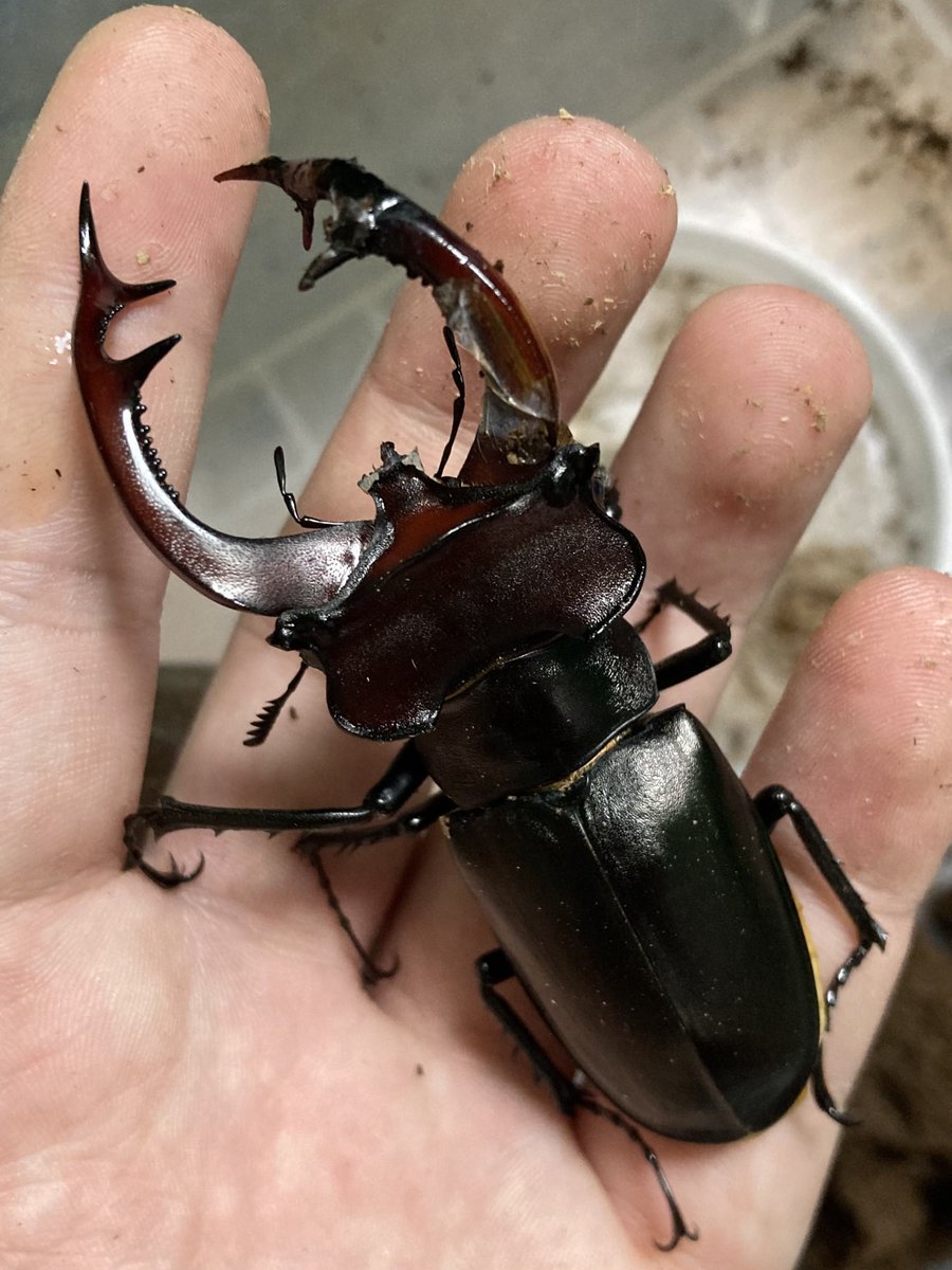sakuya_beetle's tweet photo. アクベシアヌス
1年1化組がポツポツ羽化中

種親にしようと思ってた♂が右顎形成不全で折れそうなのが残念😅

♀は早期の割に大きく47〜48mm位のが数頭 https://t.co/7qE2JKbQH3