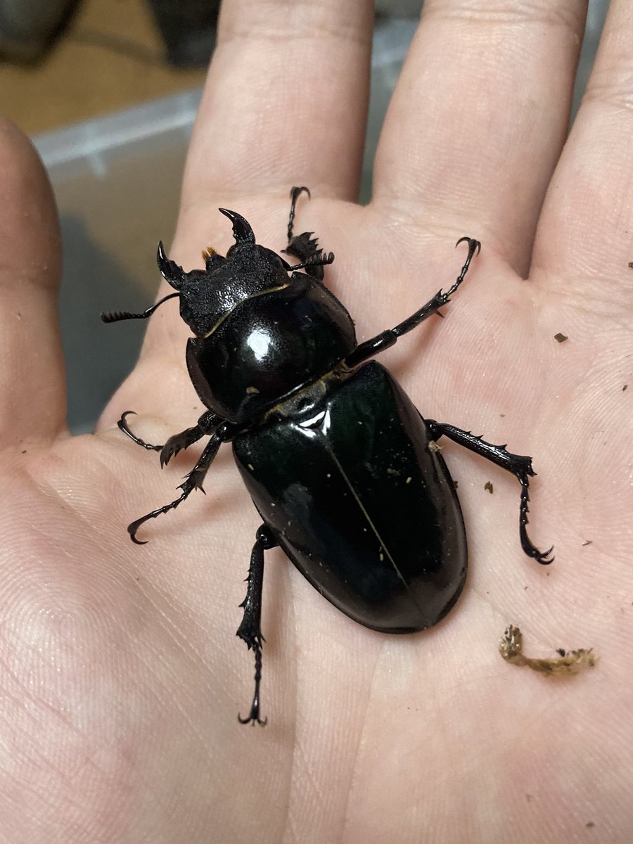sakuya_beetle's tweet photo. アクベシアヌス
1年1化組がポツポツ羽化中

種親にしようと思ってた♂が右顎形成不全で折れそうなのが残念😅

♀は早期の割に大きく47〜48mm位のが数頭 https://t.co/7qE2JKbQH3