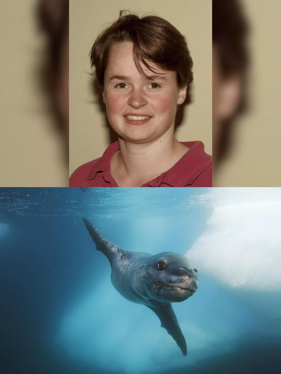 bilimatlas's tweet photo. 2003’te Antarktika’da bir pars foku, deniz biyoloğu Kirsty Brown’u su altında sürükleyerek boğdu. 

Brown, Rothera Araştırma İstasyonu yakınlarında şnorkelle araştırma yaparken saldırıya uğradı ve fok tarafından 70 metre derinliğe kadar çekildi. https://t.co/HJdJDYs4qG