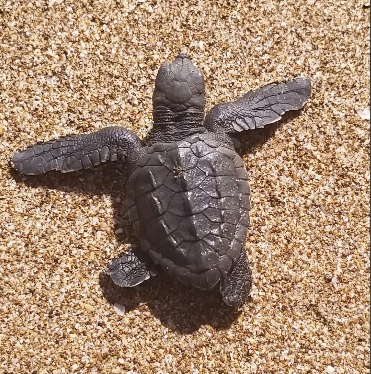 DrSharunS's tweet photo. How One Lawyer Turned a 20 Million Kg Trash Heap Back Into an Ocean Sanctuary

In 2015, Mumbai lawyer Afroz Shah found Versova Beach buried under 5.5 feet of rotting plastic.
​Instead of waiting for authorities, he and an 84 year old neighbor grabbed trash bags and started cleaning it by hand every weekend.

​What followed:
120+ consecutive weeks of cleanups
20,000,000+ kg of trash cleared
Thousands of citizens mobilized

​By 2018, Olive Ridley sea turtles returned to nest on the beach for the first time in 20 years, and the UN awarded Shah the Champions of the Earth title.