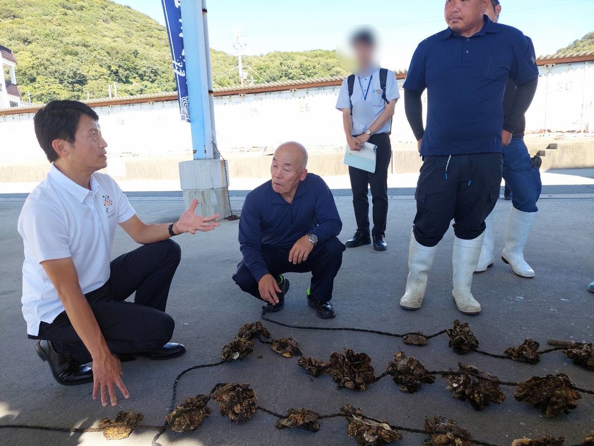 motohikosaitoH's tweet photo. 本日は、相生市の牡蠣養殖現場を視察しました。昨シーズンは高温・小雨等の影響で、マガキが記録的な不漁となり、県として資金繰りや種苗購入支援などを実施しました。今季は梅雨期にまとまった雨が降ったこともあり、順調に生育しているとのことでした。漁業者の方のお話では、雨が降ると海中のプランクトンなど牡蠣の餌が豊富になり、生育を後押しするそうです。これから冬場に向けた数ヶ月が身の大きくなる大切な時期ですので、このまま順調に育ってほしいと願っています。

相生をはじめとする「播磨の牡蠣」は、一年で身がしっかり大きくなる一年牡蠣として大変人気があり、冬の兵庫の観光にとって大切な地域資源です。兵庫・岡山知事会議でも、瀬戸内の水産資源確保がテーマになりました。気候変動や海の栄養塩類など環境の変化に対応する養殖方法の実証を含め、県としても現場の意見を伺いながら、水産業の振興に引き続き取り組んでまいります。