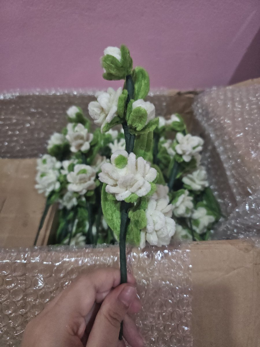 brattyjasminee's tweet photo. My Jasmines are finally here! I’ll bring these Jasmines to you during Session 2 yah! 🌸 https://t.co/GO36J4DVym