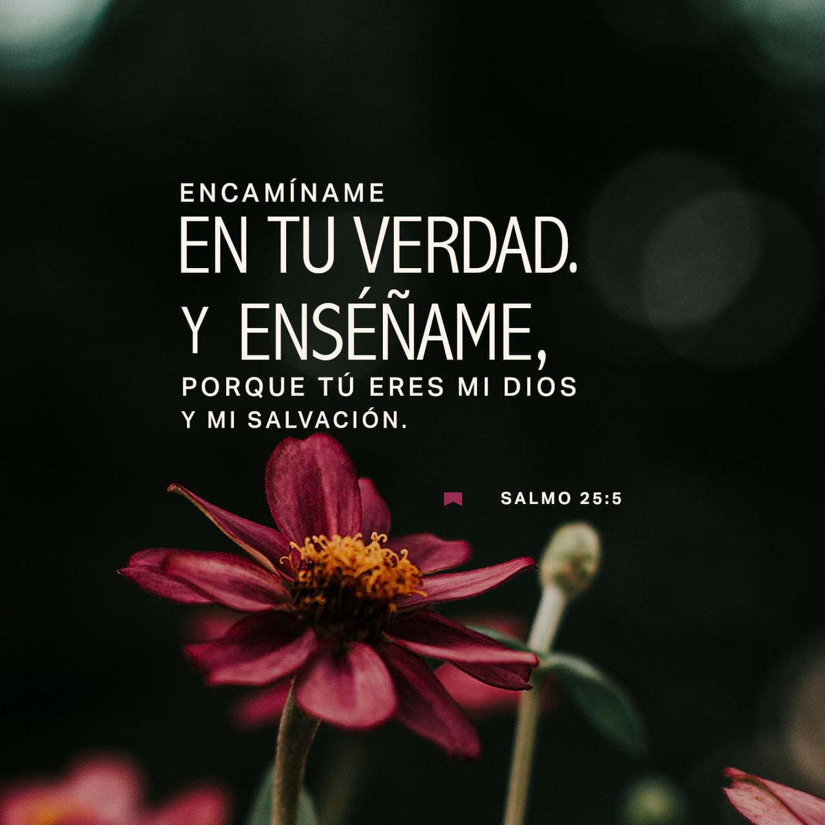 GuzmanSDaniel's tweet photo. Hay momentos en que no sabemos qué decisión tomar. Pide como David: “MUÉSTRAME, ENSÉÑAME y ENCAMÍNAME en tus sendas”. 
Cuando no sepas qué hacer, BUSCA PRIMERO al Dios que sabe hacia dónde llevarte. #rpsp #Salmo25 #ConfíaEnDios https://t.co/GQARUHWGiE