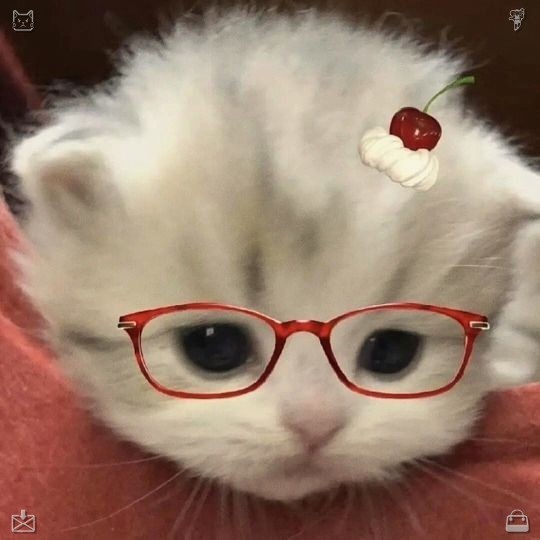 OhanaTk's tweet photo. With soothing melodies playing softly through their headphones, the couple was blessed with two kids—a daughter, Lila, and a son, Leo, whose name paid tribute to their cherished feline. Growing up in a household full of cats, the children developed a deep affection for their fu https://t.co/C26YyQtnLC