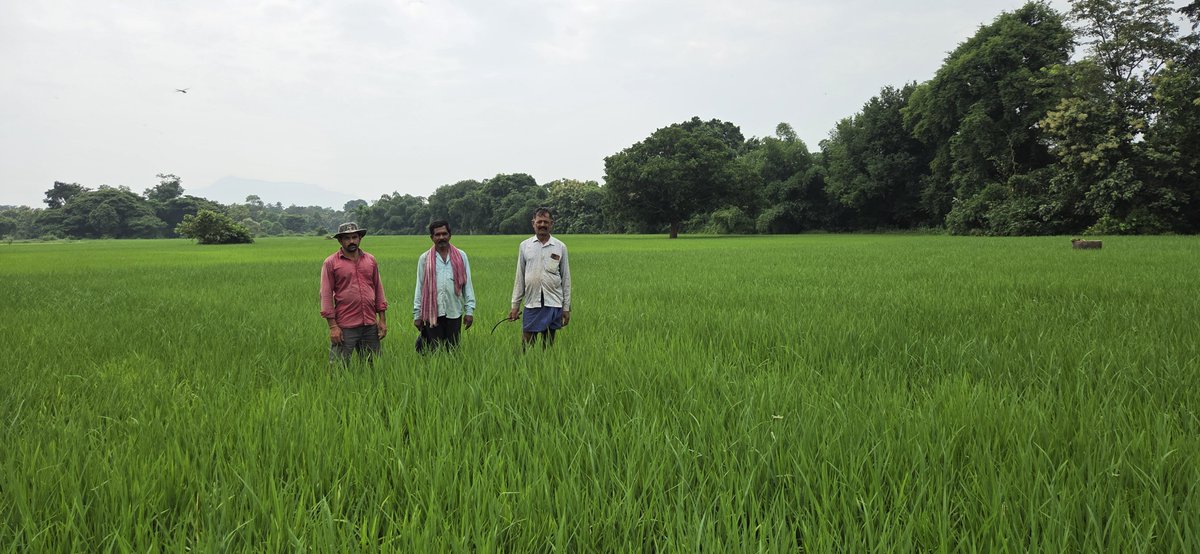 OSSCLtd's tweet photo. The Seed Production &amp; Marketing Officer (SP&amp;MO), Gajapati, visited seed growers' fields in Bommika &amp; Sailada villages to inspect paddy varieties like MTU 1156 (Tarangini) &amp; Sarala, and reviewed ongoing activities under the Kharif 2026 Seed Production Programme.#OSSC https://t.co/Ebci0Xbd6Z