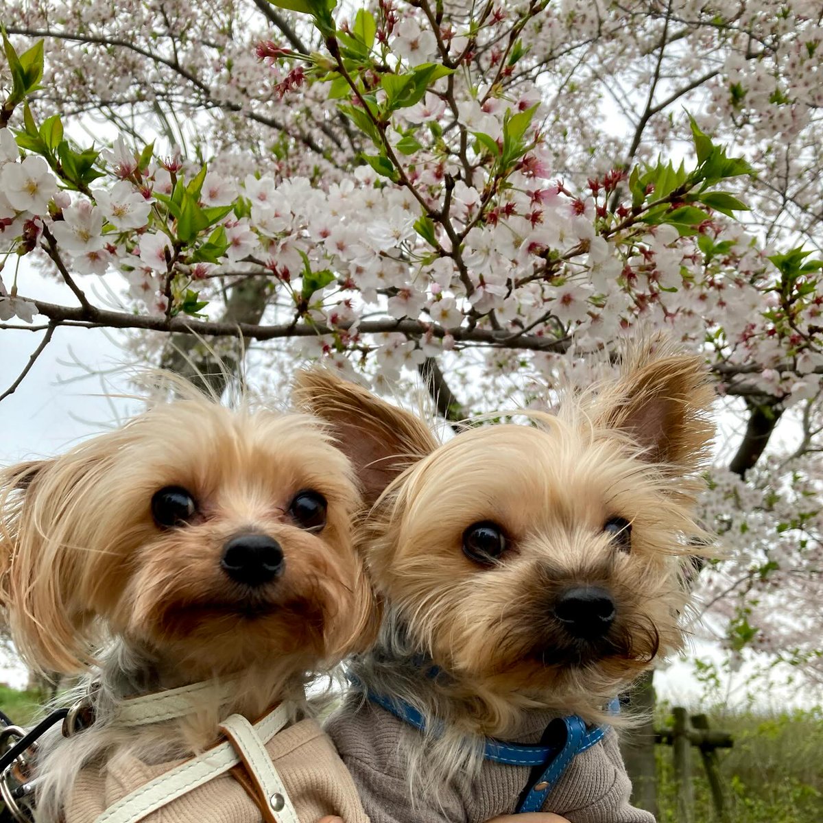 OctaviaMinvt's tweet photo. Jean, Will, and cherry blossoms. https://t.co/XGr840gpgt