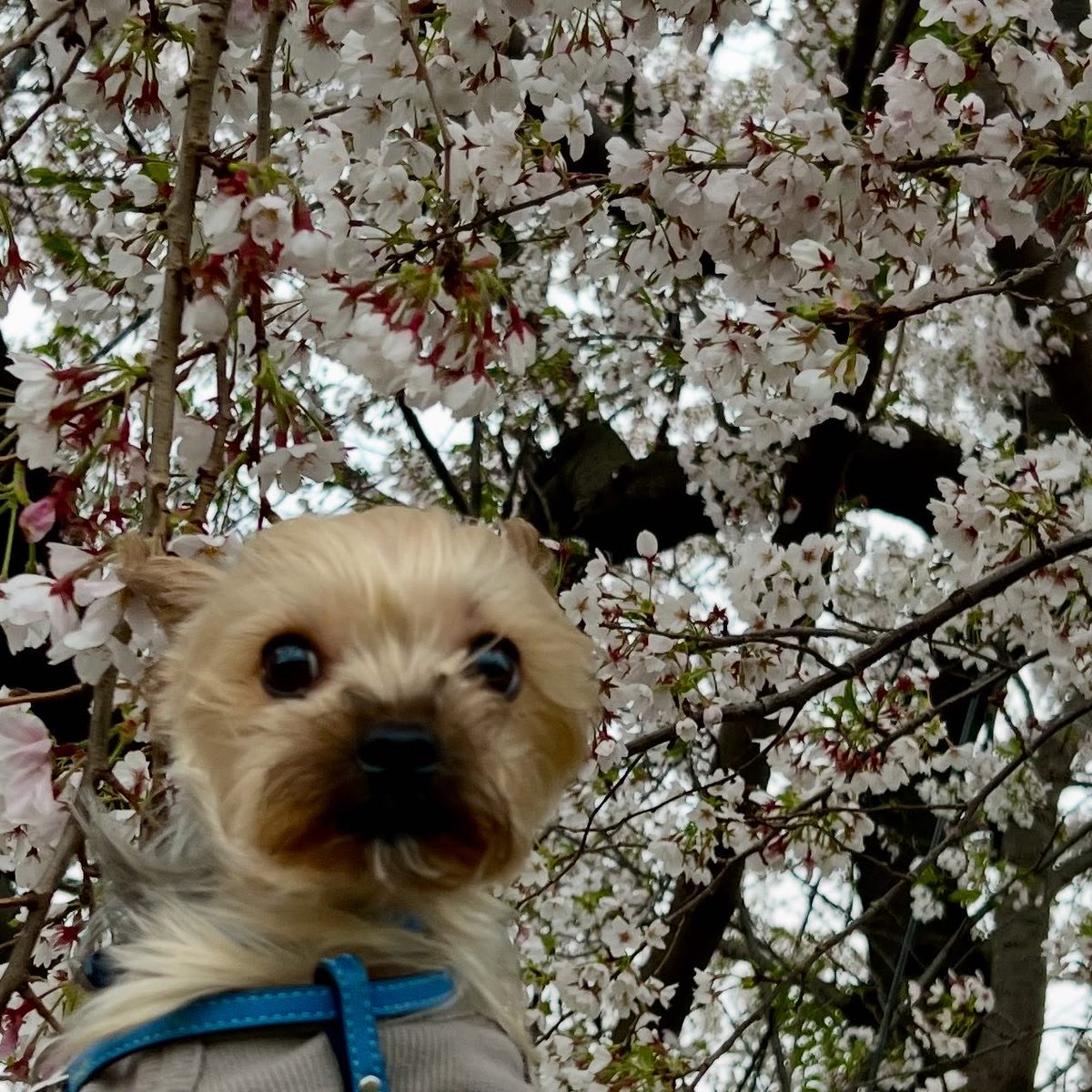 OctaviaMinvt's tweet photo. Jean, Will, and cherry blossoms. https://t.co/XGr840gpgt