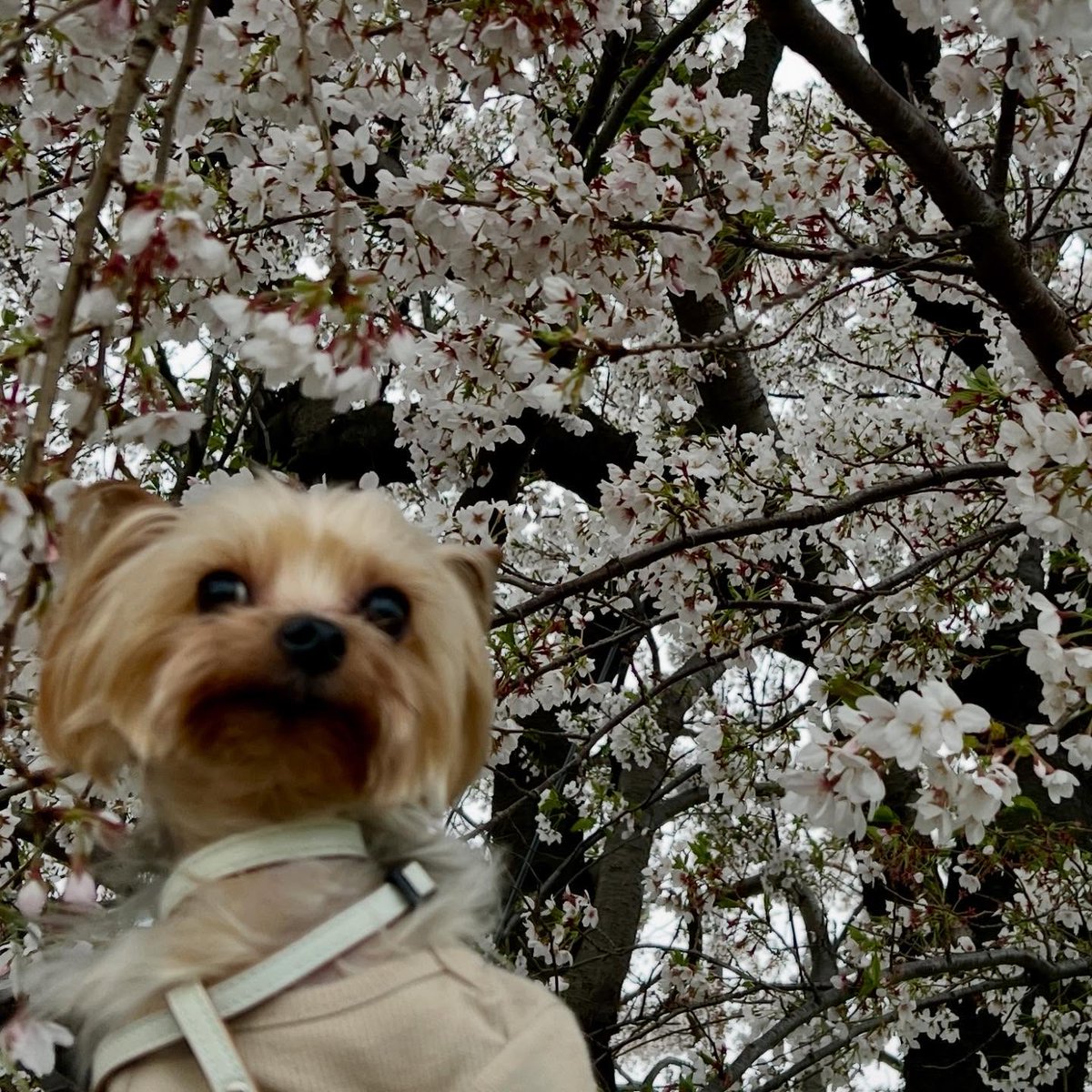 OctaviaMinvt's tweet photo. Jean, Will, and cherry blossoms. https://t.co/XGr840gpgt