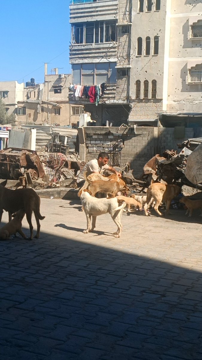 Hishamsousi's tweet photo. There is one moment that makes all this effort worthwhile… 🐕🐾❤️

The moment they see me from a distance and start running toward me, their tails wagging with pure joy.

They don’t need me to call them.
They don’t need me to explain that I’ve brought food.

They just know.

They know this is the place where I won’t leave them hungry.

Today, I watched them run toward me one by one, as if silently saying:
“You came… and you brought our food.”

It may seem like a simple scene to anyone watching.
But to me, it is a reminder of the trust they have placed in us.

For us, it may be just one meal.
But for a hungry dog, it could be the most beautiful moment of their day.

And I will keep coming back for as long as I can.
I will feed them today, they will return tomorrow, and I will try to be here for them once again.

But my family cannot carry this alone.

If you can help provide their next meal, every contribution, no matter how small, means that another bowl will be filled.

And if you cannot donate, please share their story.
Your share might be what helps someone see them for the first time. 🐾❤️🙏

https://t.co/htFQF5uKvF