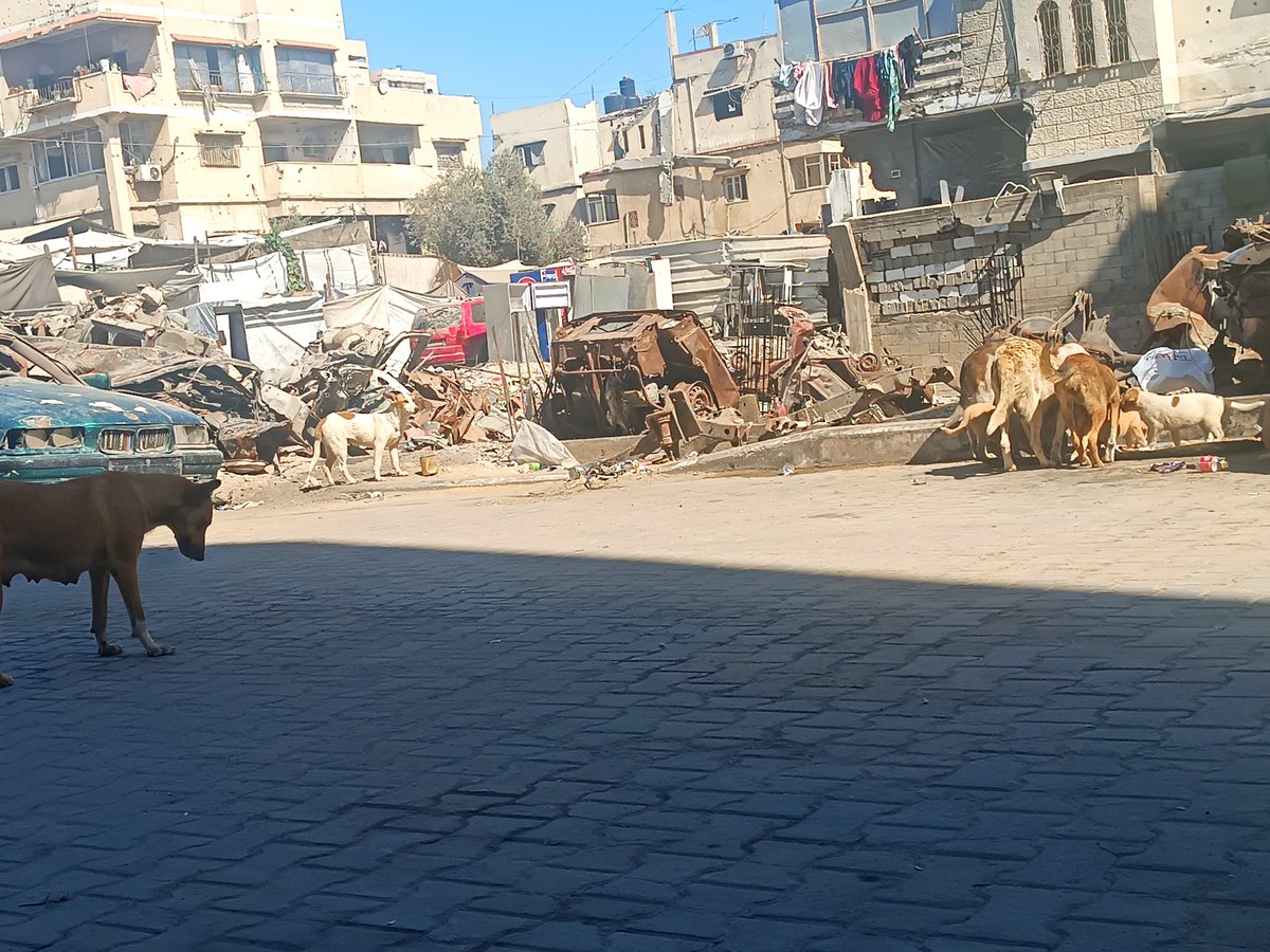 Hishamsousi's tweet photo. There is one moment that makes all this effort worthwhile… 🐕🐾❤️

The moment they see me from a distance and start running toward me, their tails wagging with pure joy.

They don’t need me to call them.
They don’t need me to explain that I’ve brought food.

They just know.

They know this is the place where I won’t leave them hungry.

Today, I watched them run toward me one by one, as if silently saying:
“You came… and you brought our food.”

It may seem like a simple scene to anyone watching.
But to me, it is a reminder of the trust they have placed in us.

For us, it may be just one meal.
But for a hungry dog, it could be the most beautiful moment of their day.

And I will keep coming back for as long as I can.
I will feed them today, they will return tomorrow, and I will try to be here for them once again.

But my family cannot carry this alone.

If you can help provide their next meal, every contribution, no matter how small, means that another bowl will be filled.

And if you cannot donate, please share their story.
Your share might be what helps someone see them for the first time. 🐾❤️🙏

https://t.co/htFQF5uKvF