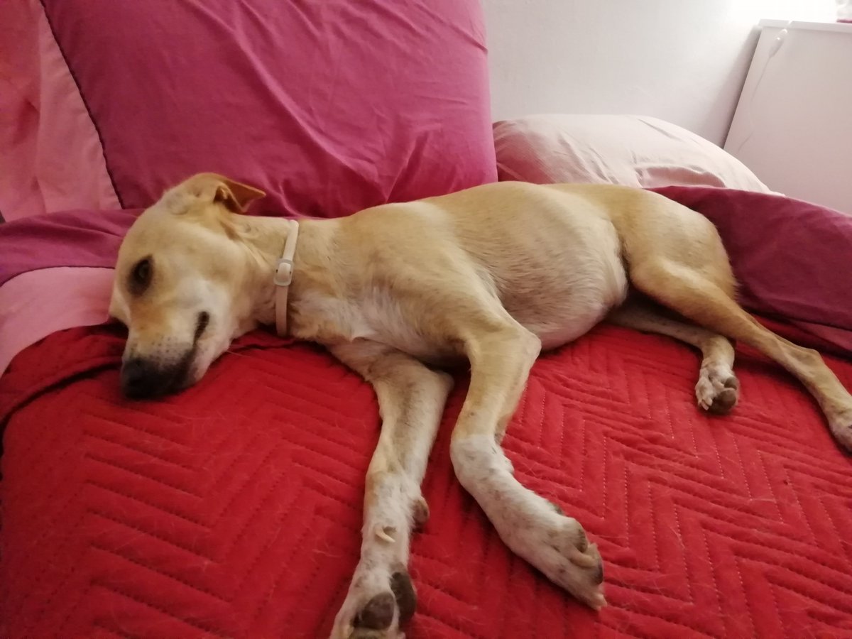 DogsLifeHQ's tweet photo. YOUR DOG HAS ONE LIFE.
ARE YOU GIVING THEM YOUR BEST?

You feed them.
You walk them.
You love them.

But are you giving them enough stimulation, 

🟠 SEE WHAT IT DISCOVERED ABOUT MY DOG!
https://t.co/nFpc9f2rXr 

#DogOwners #DogLovers #DogLife #DogsOfFacebook #DogWellbeing #Dogs https://t.co/cWcpxwjFMP