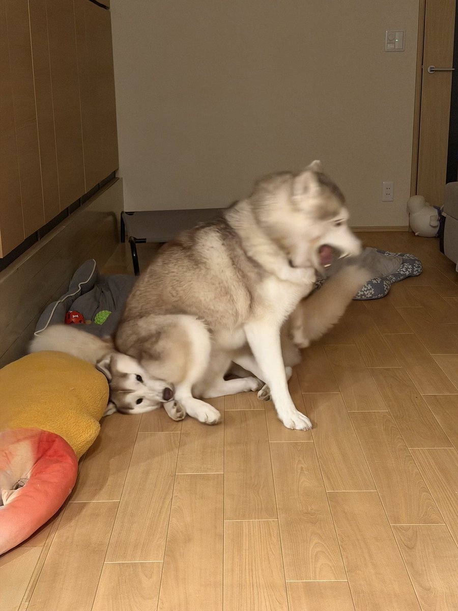 irislady_husky's tweet photo. めちゃくちゃ顔踏まれてて笑うwwwwww https://t.co/MXkDmYFJ06