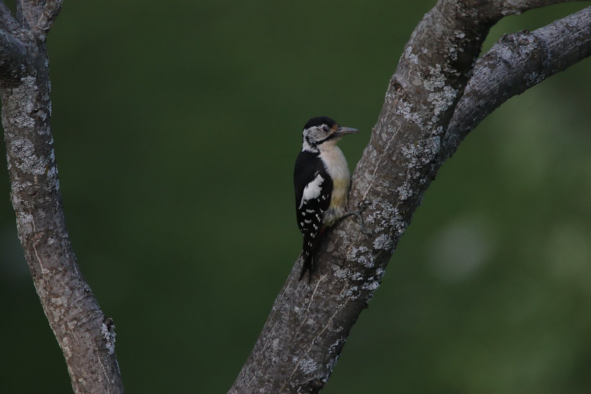sofiQayoom's tweet photo. Himalayan Woodpecker...

#Birdsofbaramulla
Kashmir 

@IndiAves @rrRumbo @Canon_India @NatureIn_Focus @RGSustain1 @birdsoftheworld https://t.co/bAhamY074b