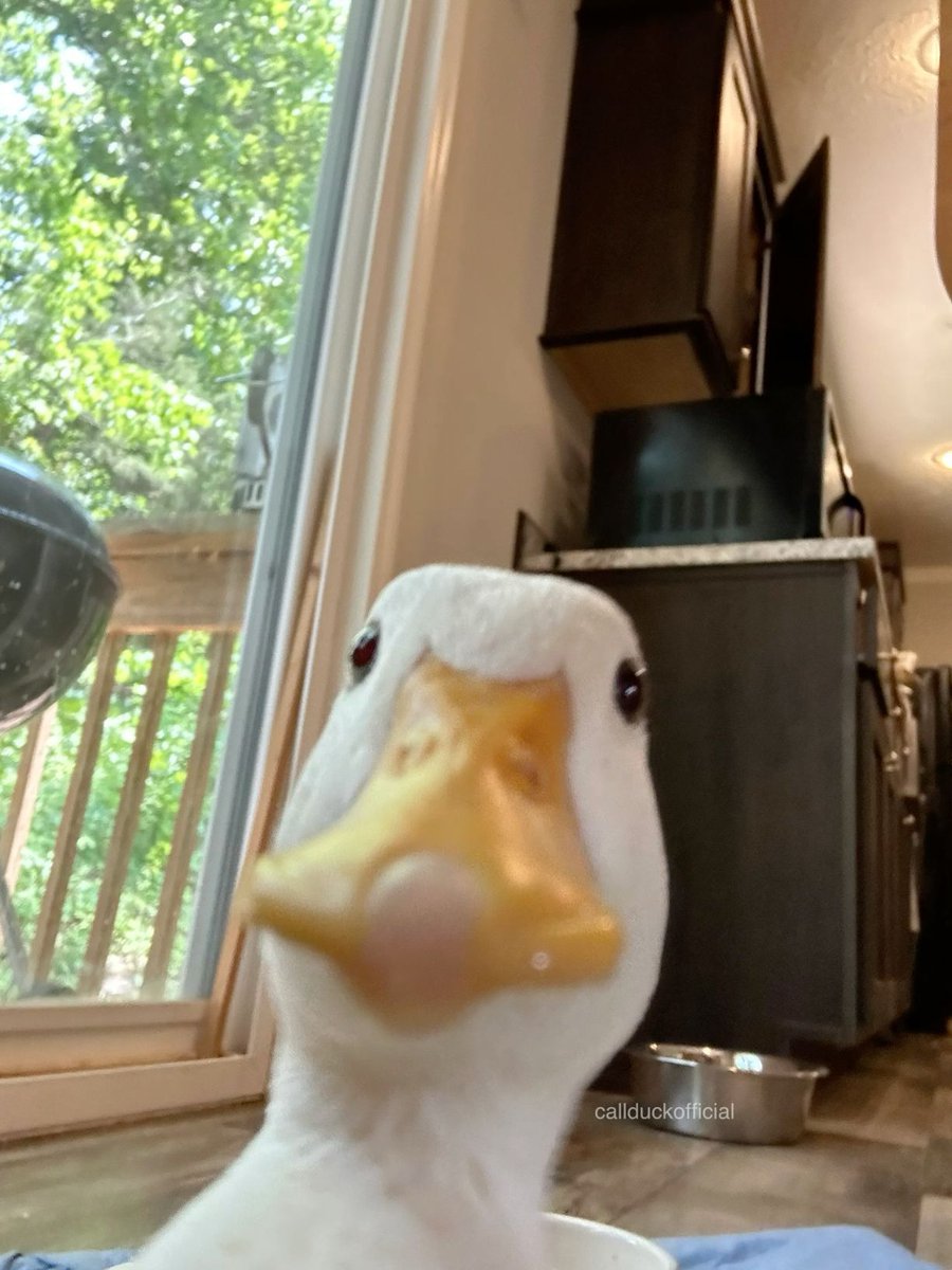 theduckposter's tweet photo. https://t.co/ww8RGZxr1b